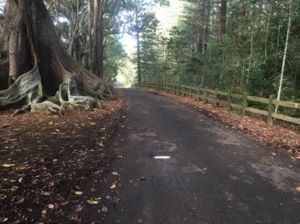 Large tree roots