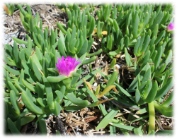 Plant with purple flower